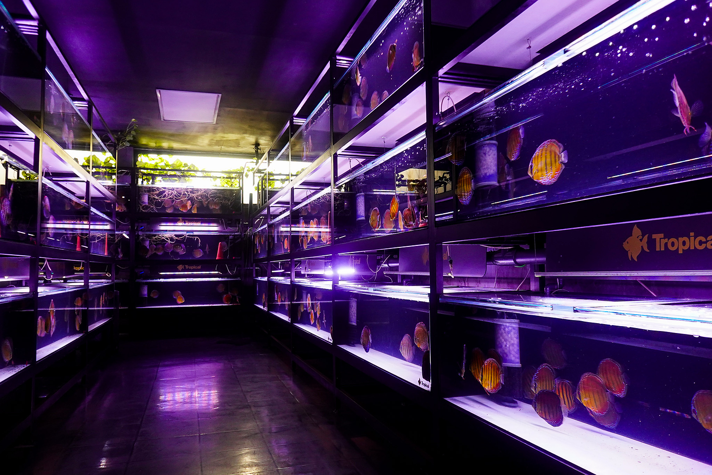 Santarém Discus Plus 50,000              liters of water 