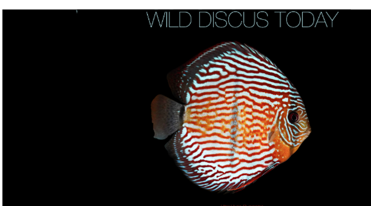 WILD DISCUS TODAY