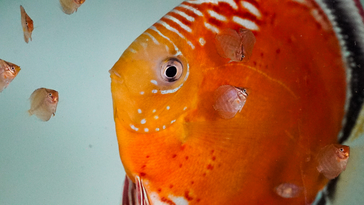 Reprodução de Wild Discus 