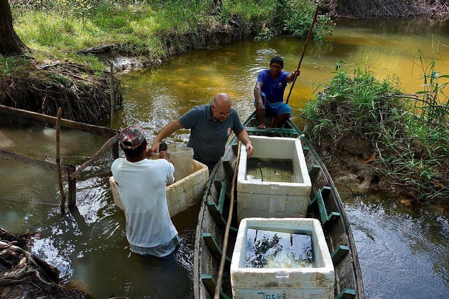 Selecionado um a um na Amazonia