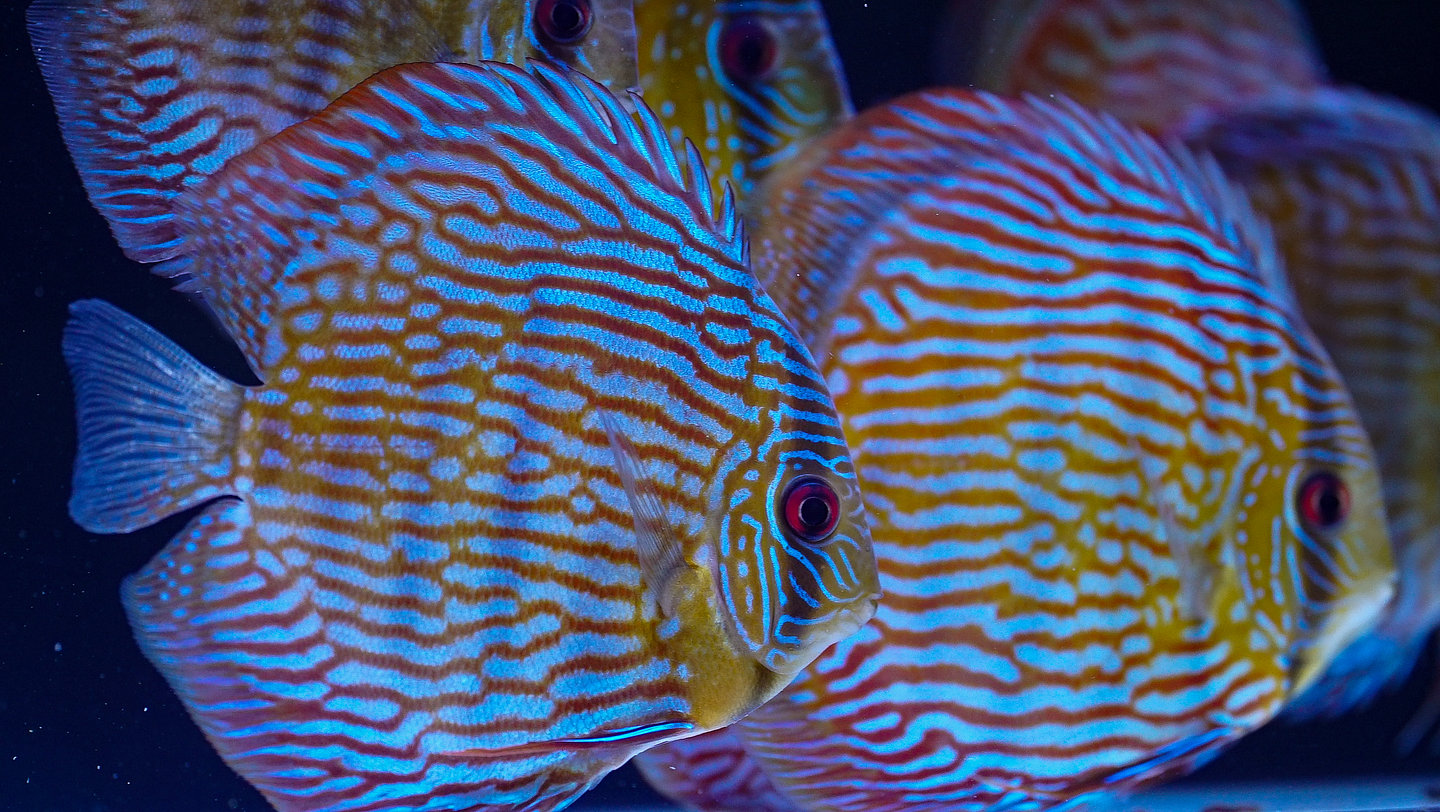 Rare Wild Discus                                      with different colors and patterns