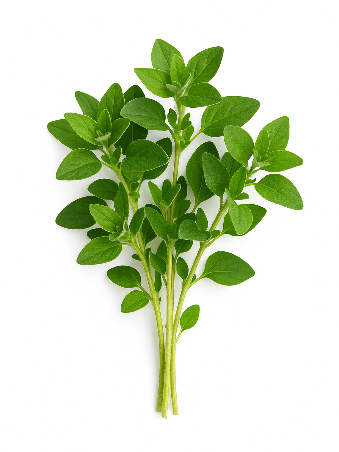 Oregano 1