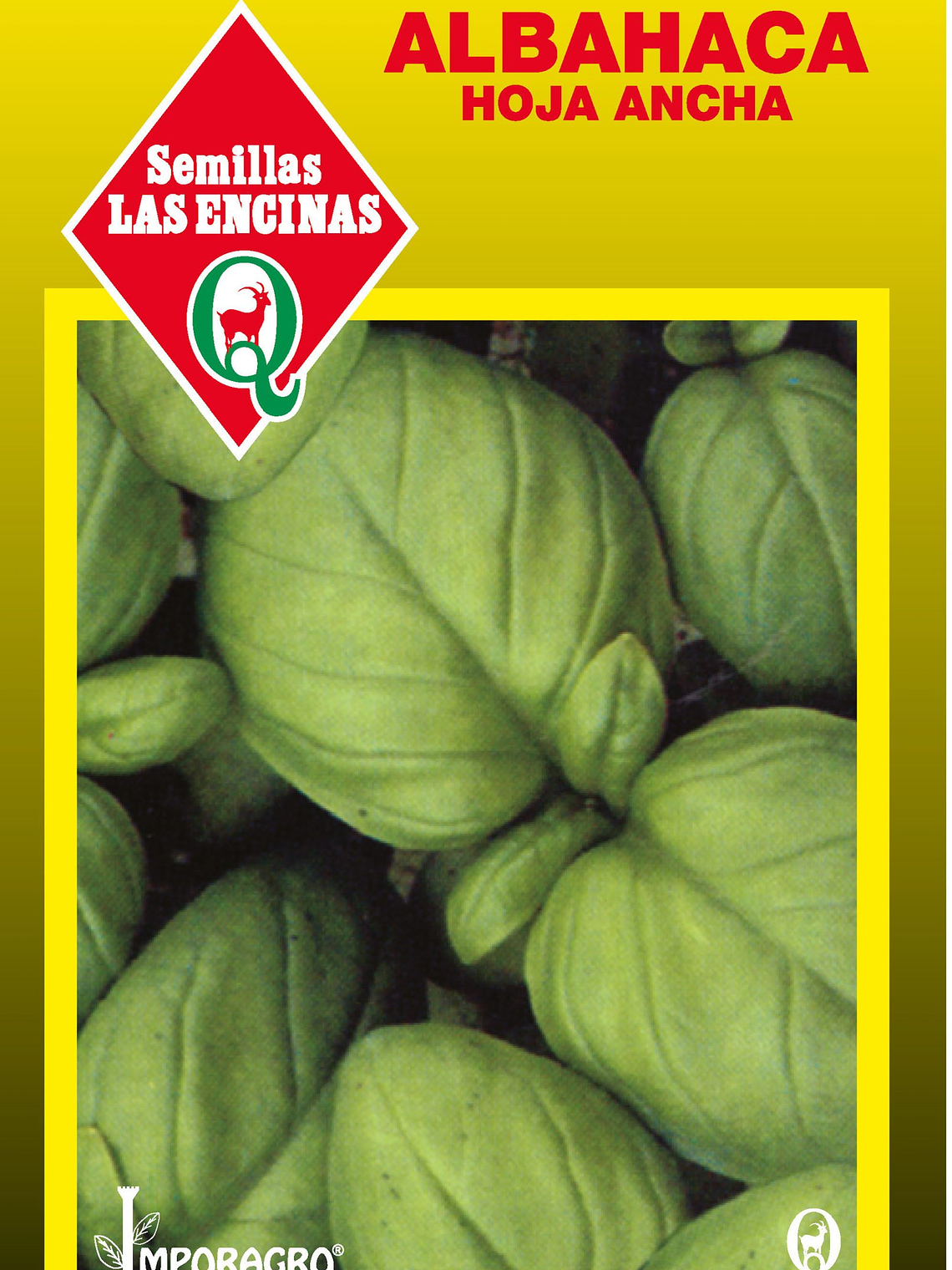 Albahaca Hoja Ancha 2