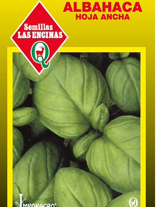 Albahaca Hoja Ancha