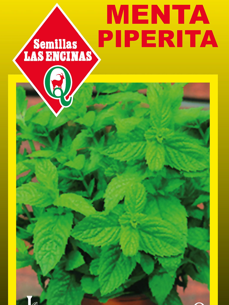 Menta Piperita 2