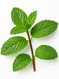 Menta Piperita - Miniatura 1