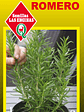Romero - Miniatura 2