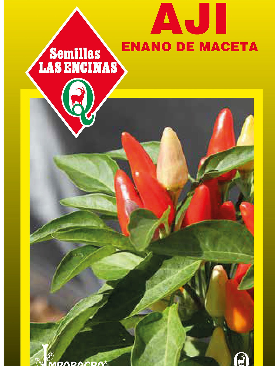 Aji Enano de Maceta 2