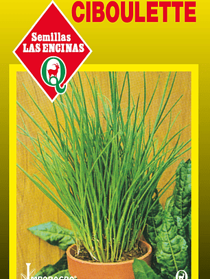Ciboulette