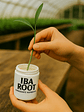 Iba Root® 75gr (2.000 ppm) - Miniatura 2