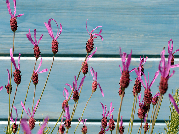 El poder invisible de los aromas