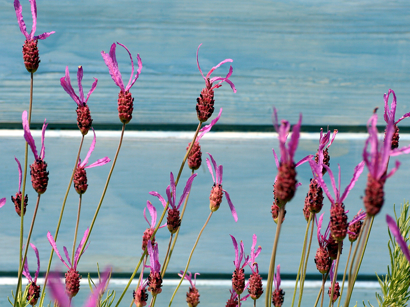 El poder invisible de los aromas