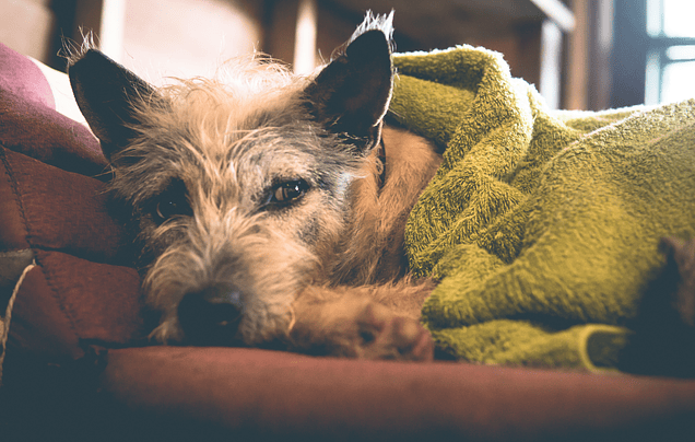 Tu perro podría estar sufriendo con las bajas temperaturas