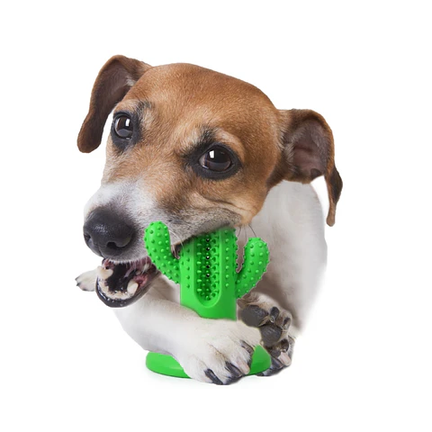 BRINQUEDO DENTAL CHEWS CACTUS L