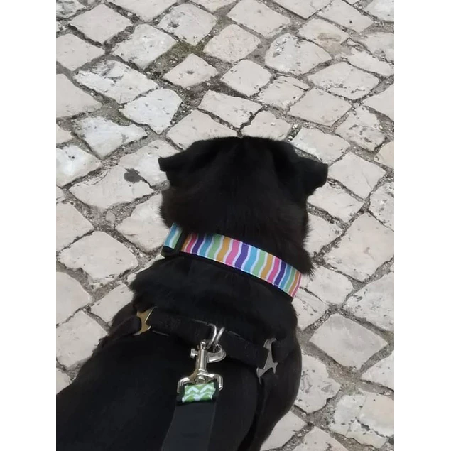 Coleira Zig Zag Multicolor - largura 3 cm