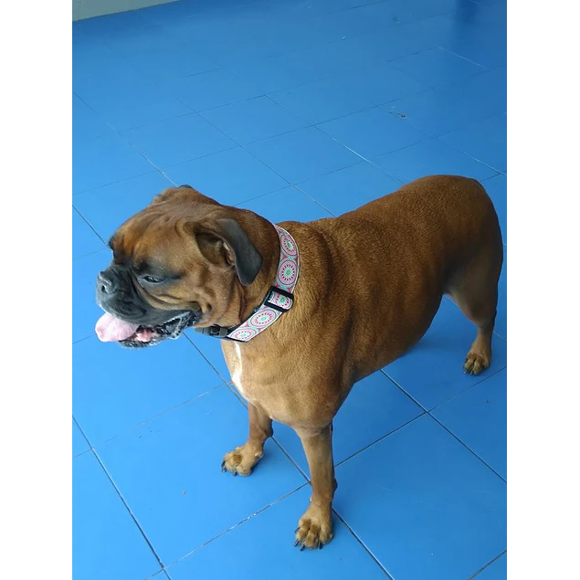 Coleira Mandala - largura 4 cm 