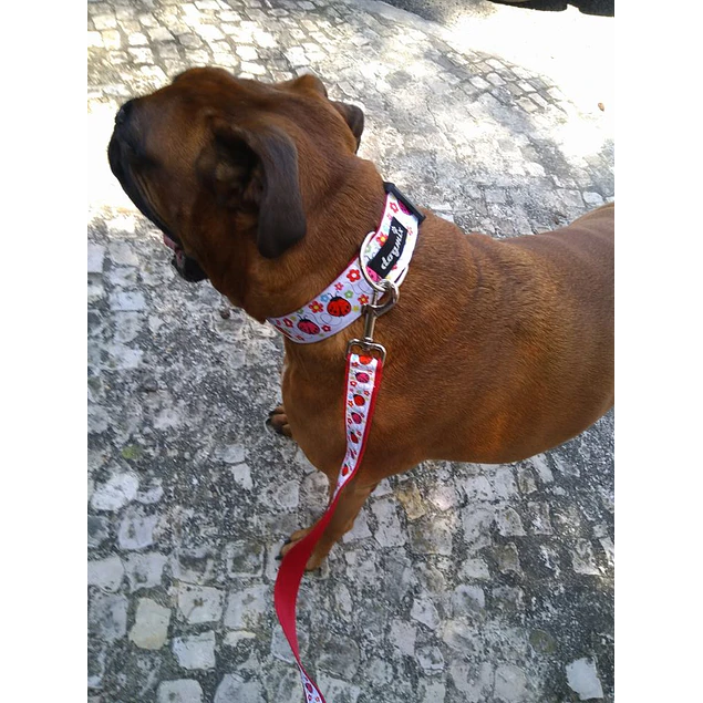 Coleira Joaninhas 4 cm