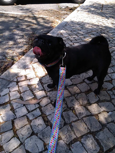 Coleira Bolinhas Multicolor em 2 versões
