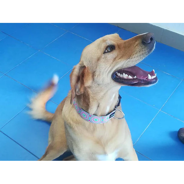 Coleira Mandala - largura 4 cm 