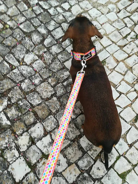 Trela Bolinhas Multicolor fundo laranja
