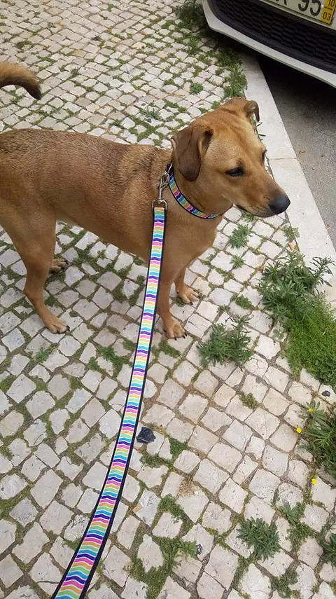 Trela Zig Zag Multicolor