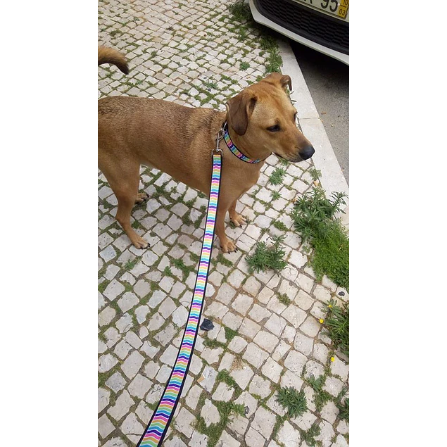 Trela Zig Zag Multicolor