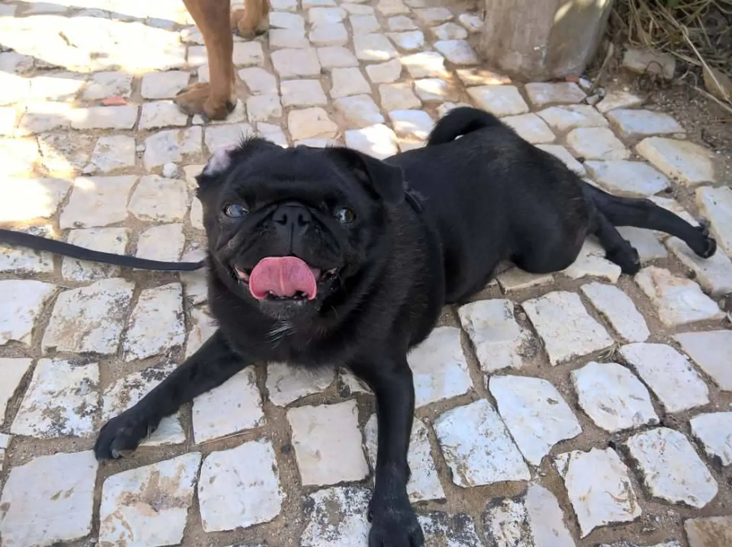 Bem-vindo à Dogmix!