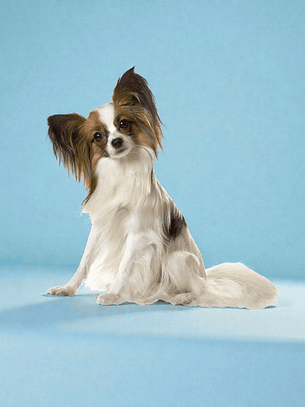 Vacunación Anual Múltiple perros adultos, a domicilio