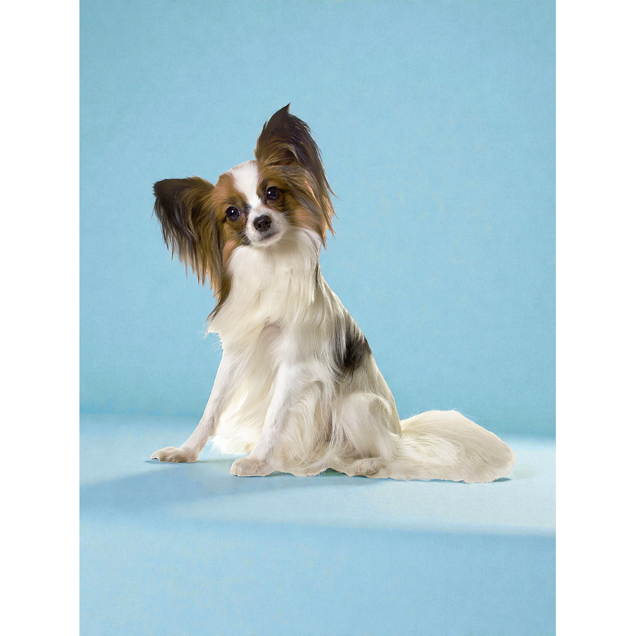 Vacunación Anual Múltiple perros adultos, a domicilio 1