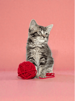 Vacunacion más desparasitación para Gatitos, a domicilio