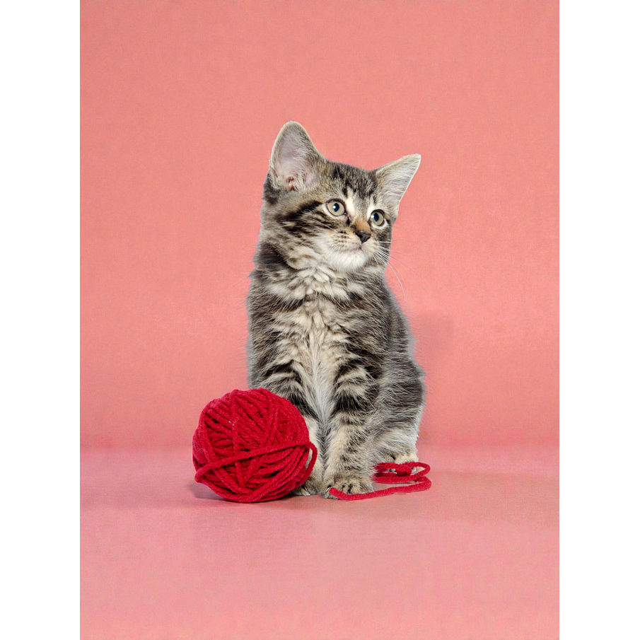 Vacunacion más desparasitación para Gatitos, a domicilio 1