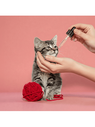 Vacunacion más desparasitación para Gatitos, a domicilio