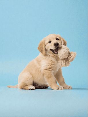 Vacunacion para cachorros, a domiclio