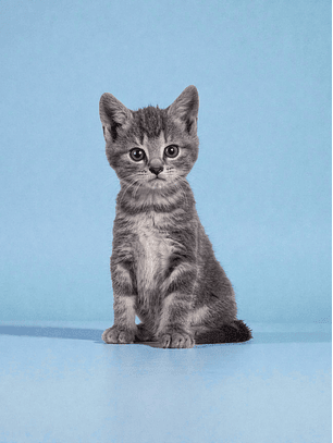 Vacunacion para Gatitos, a domicilio