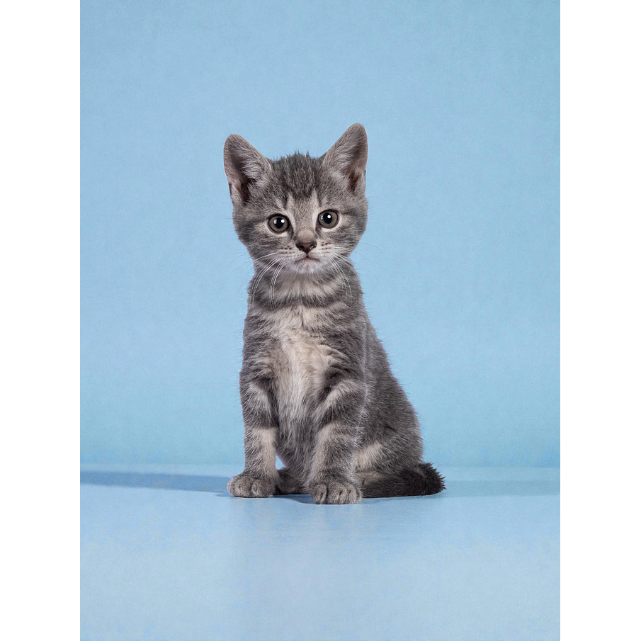 Vacunacion para Gatitos, a domicilio 1