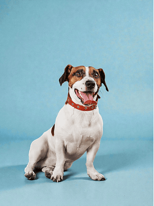 Vacunación Séxtuple u óctuple a domicilio