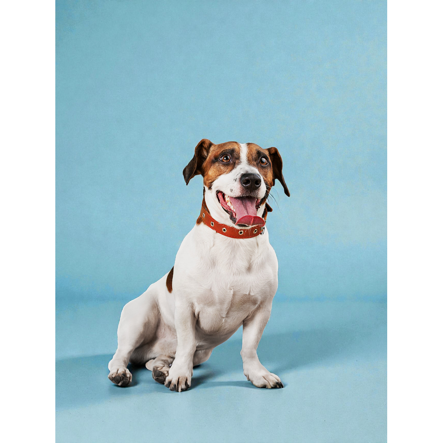 Vacunación Séxtuple u óctuple a domicilio 1