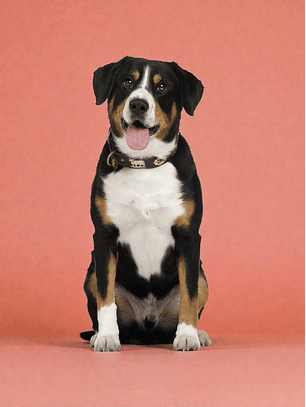 Vacunación Antirrábica para perros, a domicilio