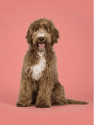 Vacunación KC (antigripal) a domicilio