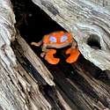#098 Krabby - Vista del producto