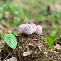 #102 Exeggcute - Vista del producto