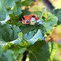 #165 Ledyba - Vista del producto