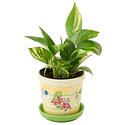 Macetero Pequeño · Blooming Friends - Vista del producto