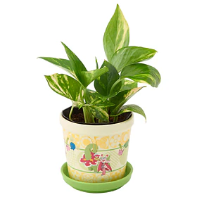 Macetero Pequeño · Blooming Friends