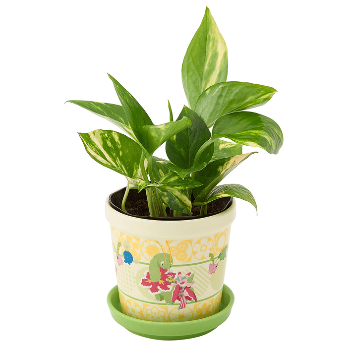 Macetero Pequeño · Blooming Friends 3