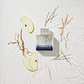 Antonio Banderas King Of Seduction Eau de Toilette - Thumbnail 8