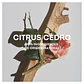 Adolfo Domínguez Agua Fresca Citrus Cedro Eau de Toilette - Thumbnail 8
