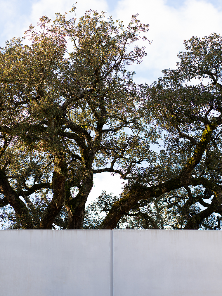 Visit to Quinta Dom Vicente 5