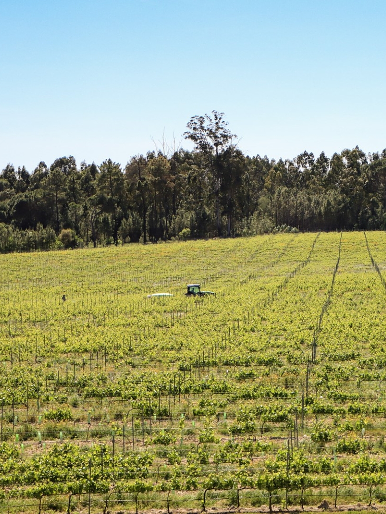 Visit to Quinta Dom Vicente 7