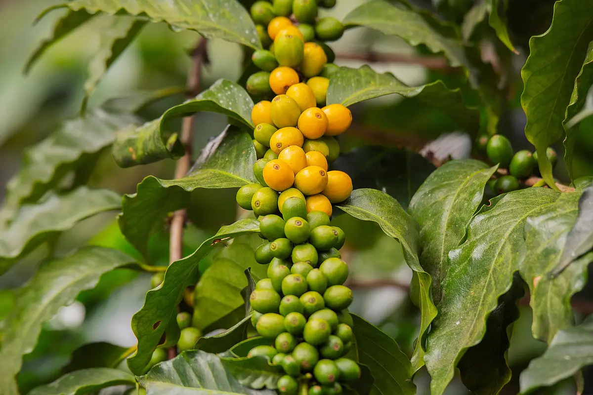 Orgullo cafetalero
